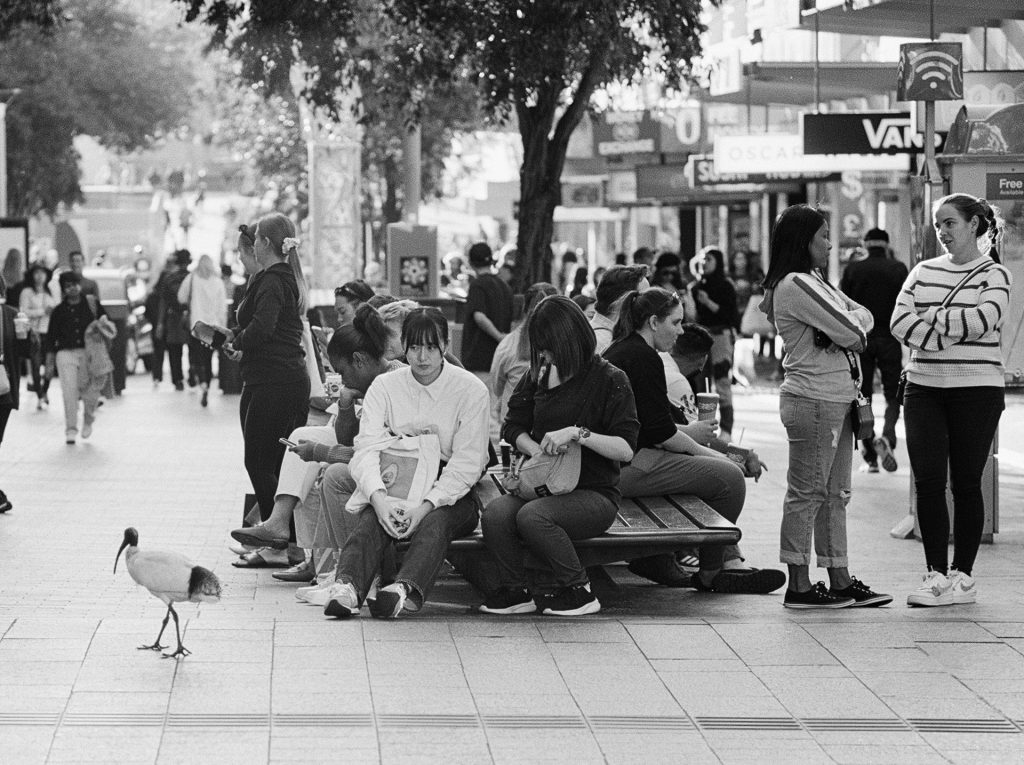 Ibis Watching - Sean Smith Film Photography