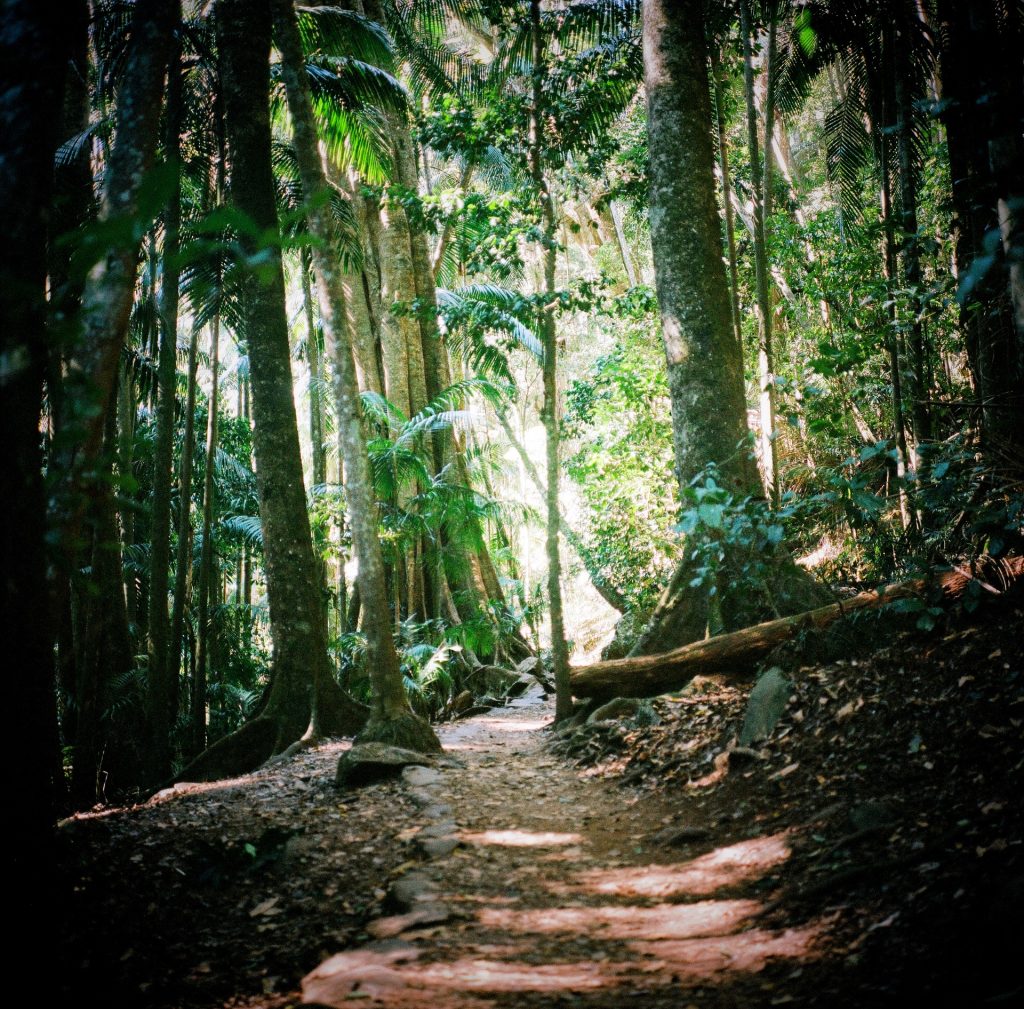 Mt Tambourine Walk - Sean Smith Photography