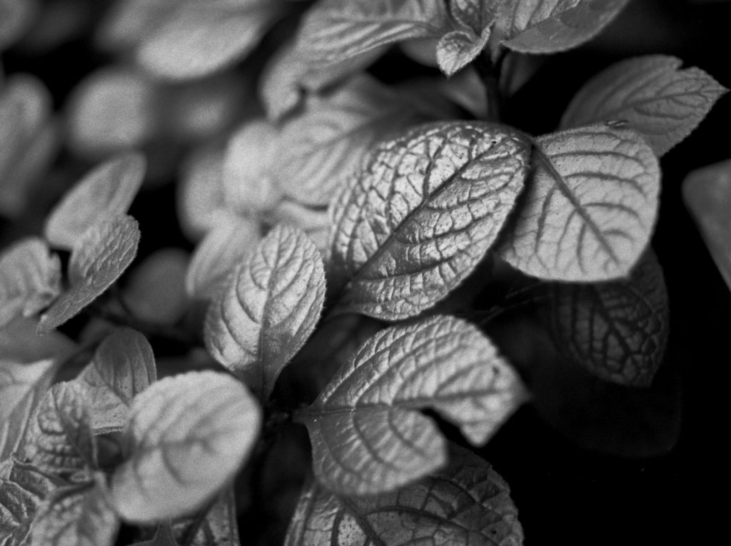 Leaves in Macro - Sean Smith Film Photography