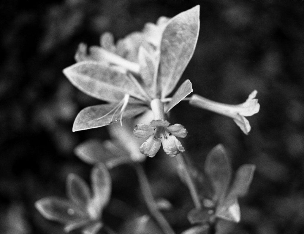 Monochrome Flower Macro - Sean Smith Film Photography