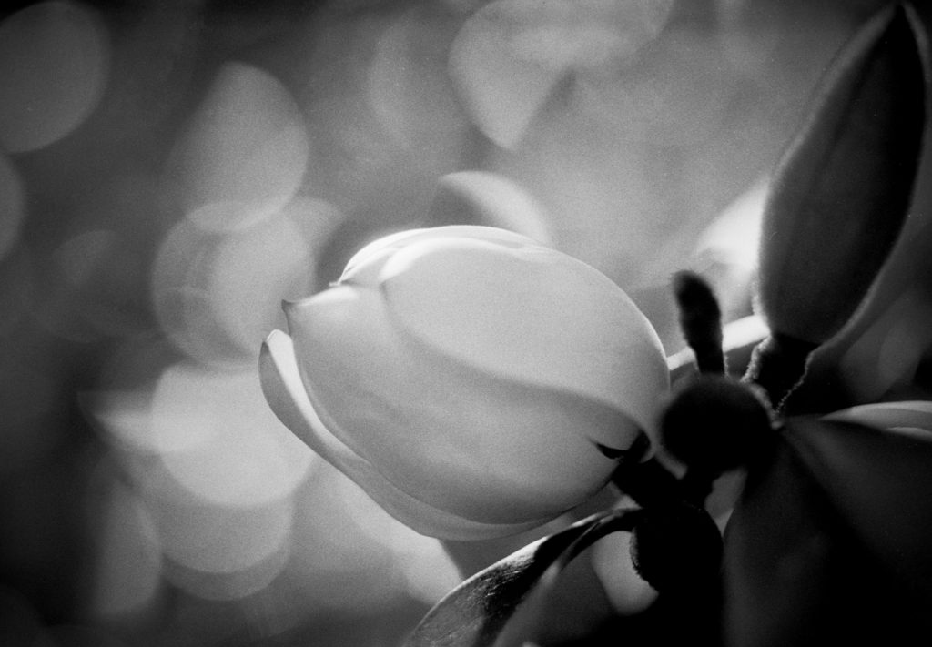 Monochrome Flower Macro - Sean Smith Film Photography