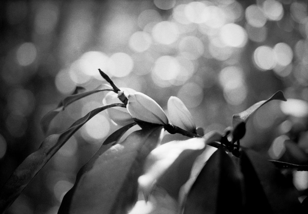 Flowers in Macro - Sean Smith Film Photography