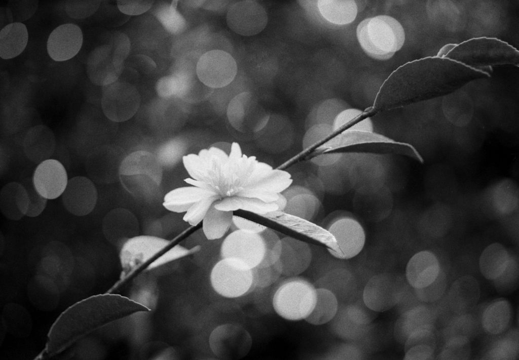 Monochrome Flower Macro - Sean Smith Film Photography