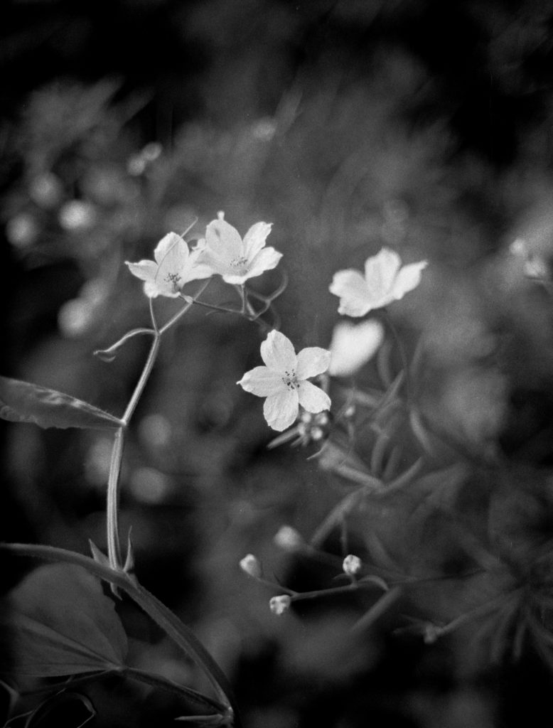 Monochrome Flower Macro - Sean Smith Film Photography