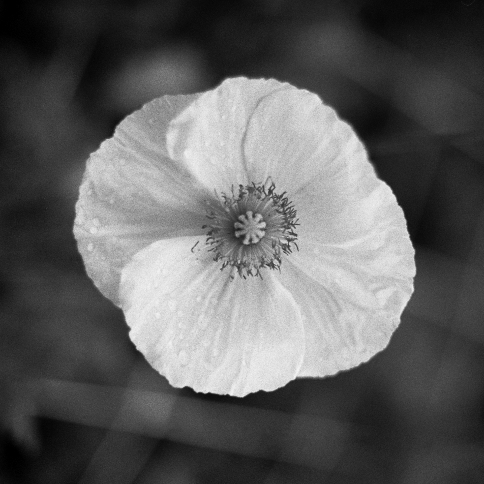 Monochrome Macro Flower - Sean Smith Film Photography
